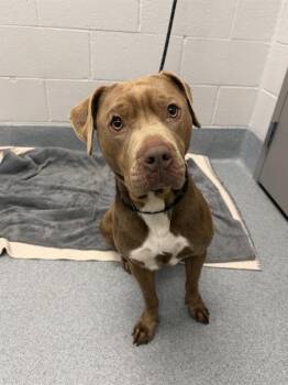 CINNAMON -  Pit Bull Terrier Dog for Adoption in Indianapolis, Indiana - CINNAMON | PetCurious