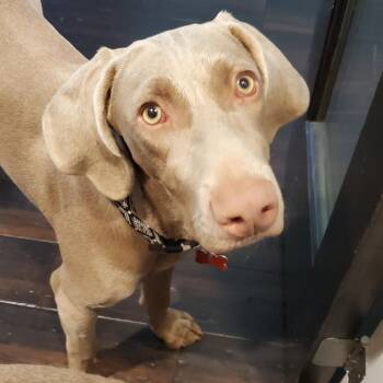 Daisy-Anne -  Weimaraner Dog for Adoption - Daisy-Anne | PetCurious