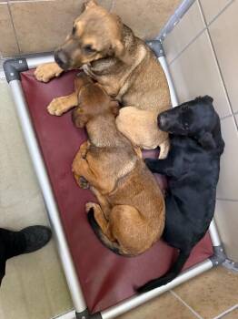 Lilly -  Mixed Breed Dog Available for Adoption in Hobbs, New Mexico - Lilly | PetCurious