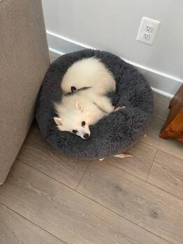 American Eskimo Dog Dogs Available for Adoption - Snowy Of Crozet Va | PetCurious