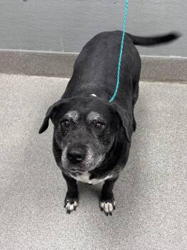 SYRUP -  Pit Bull Terrier and Mixed Breed Dog Available for Adoption in Las Vegas, Nevada - SYRUP | PetCurious