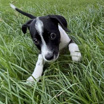 Frida -  Border Collie and Mixed Breed Dog for Adoption in San Antonio, Texas - Frida | PetCurious