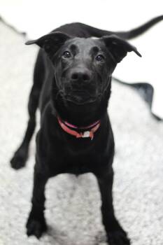 Aniston in NH. Come Meet our Adoptable Dogs Wednesday-Saturday.  -  Black Labrador Retriever Dog for Adoption in Manchester, New Hampshire - Aniston In NH. Come Meet Our Adoptable Dogs Wednesday-Saturday.  | PetCurious