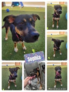 Rescue German Shepherd Dog Dogs for Adoption in Binghamton, New York - Sophia | PetCurious