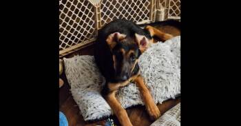 Doberman Pinscher and German Shepherd Dog Dogs Available for Adoption in Naperville, Illinois - Star | PetCurious