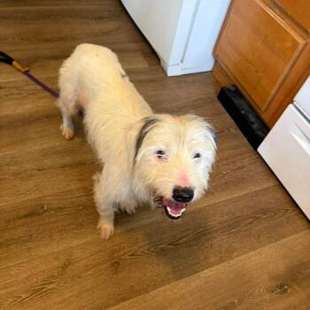 Captain -  Maltese and Mixed Breed Dog for Adoption in Tomah, Wisconsin - Captain | PetCurious