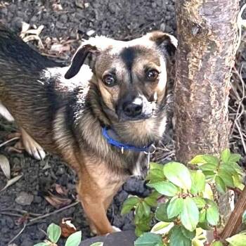 Cafecito -  Chihuahua and Mixed Breed Dog for Adoption in San Francisco, California - Cafecito | PetCurious