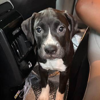 Nita -  Black Labrador Retriever Dog for Adoption in Greensboro, North Carolina - Nita | PetCurious