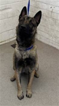 Rescue Belgian Shepherd Malinois Dogs for Adoption in San Bernardino, California - BJORN | PetCurious