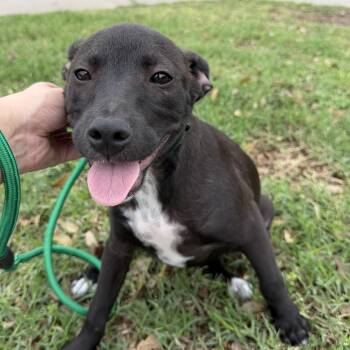 Terrier Dogs Available for Adoption in Harlingen, Texas - Finn | PetCurious