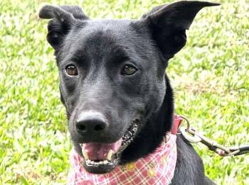 Mixed Breed Dogs Available for Adoption - Sugar | PetCurious