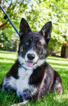 Siberian Husky and Border Collie Dogs Available for Adoption in Yakima, Washington - Skinny | PetCurious