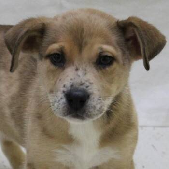 Rescue Mixed Breed Dogs for Adoption in Eaton, Ohio - Tic Tac Toast | PetCurious