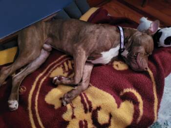 Rescue Pit Bull Terrier Dogs for Adoption in Lakeland, Florida - Happy Gilmore | PetCurious