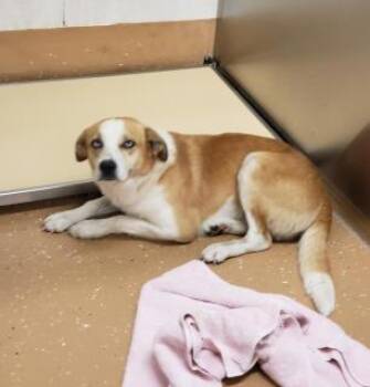 Hound Dogs Available for Adoption in Allen, Texas - Brownie | PetCurious