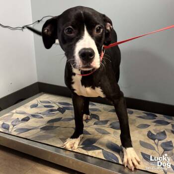 Rhythm -  Boxer and Labrador Retriever Dog Available for Adoption in Washington, District Of Columbia - Rhythm | PetCurious