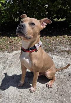 Pit Bull Terrier and Mixed Breed Dogs Available for Adoption in Palm Coast, Florida - Snickers | PetCurious