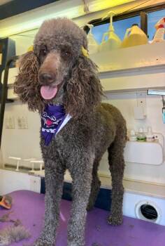 Rescue Poodle Dogs for Adoption in St. Augustine, Florida - Arabella | PetCurious
