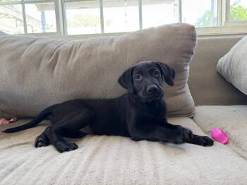 Belgian Shepherd Malinois and Labrador Retriever Dogs Available for Adoption in Imlay City, Michigan - Cosmo (light Pink Collar)  - Volume 2 Litter Located In Californ | PetCurious