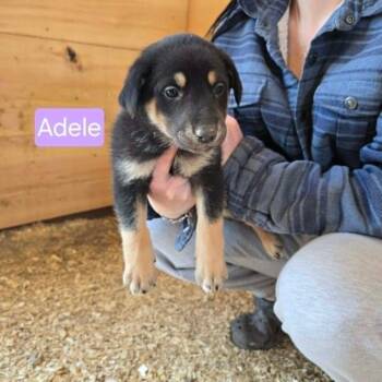 Shepherd Dogs Available for Adoption in Woodstock, Ontario - Adele | PetCurious