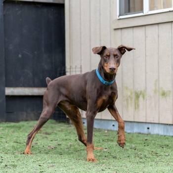 Nicholas -  Doberman Pinscher Dog for Adoption in Carlsbad, California - Nicholas | PetCurious