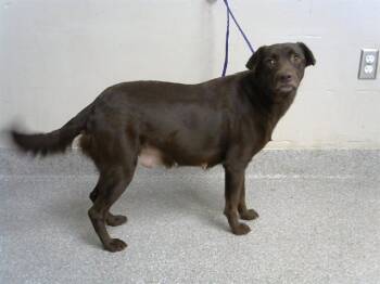 Rescue Labrador Retriever and Mixed Breed Dogs for Adoption in Pasadena, Texas - SERENA | PetCurious