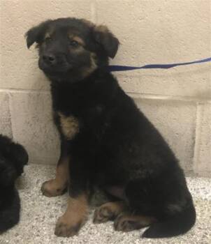 German Shepherd Dog and Mixed Breed Dogs Available for Adoption in Conroe, Texas - A426952 | PetCurious