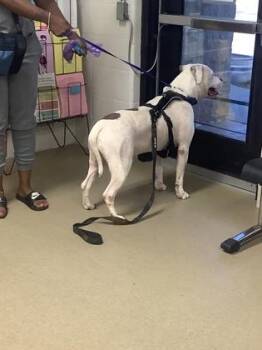 Fox Terrier and Mixed Breed Dogs Available for Adoption - BO | PetCurious