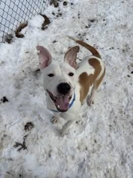 Jack Russell Terrier Dogs Available for Adoption - Jingle | PetCurious