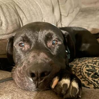 Mastiff and Black Labrador Retriever Dogs Available for Adoption - Baloo | PetCurious