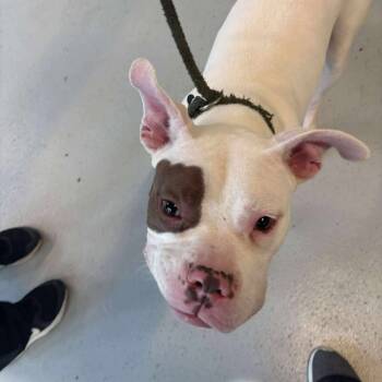 Rescue Mixed Breed Dogs for Adoption in Huntington, West Virginia - Rollo | PetCurious