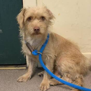 Athena -  Terrier Dog for Adoption in Pasadena, California - Athena | PetCurious