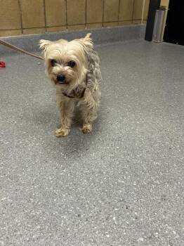 Penny -  Yorkshire Terrier Dog for Adoption in Greenfield, Indiana - Penny | PetCurious