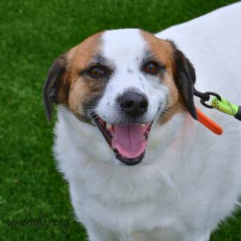Maple -  Border Collie and Golden Retriever Dog for Adoption in Cheyenne, Wyoming - Maple | PetCurious