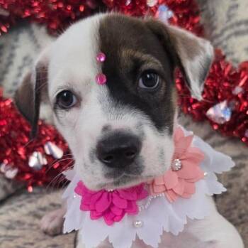 Labrador Retriever Dogs Available for Adoption - SAVANNAH (OUT OF TOWN) | PetCurious