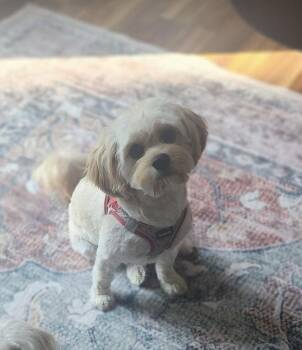 Conner -  Cavachon Dog for Adoption in South Charleston, Ohio - Conner | PetCurious