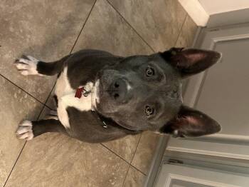 Pit Bull Terrier and American Staffordshire Terrier Dogs Available for Adoption - Eve | PetCurious