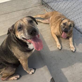 Mixed Breed Dogs Available for Adoption in Warren, Ohio - Roxie And Draco BONDED | PetCurious