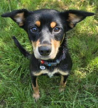 Rescue Mixed Breed Dogs for Adoption in East Haddam, Connecticut - Jasmine | PetCurious