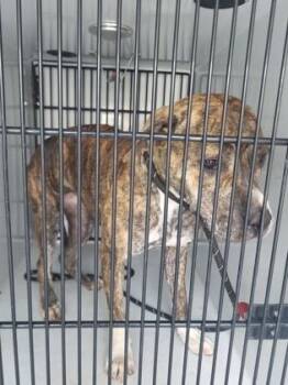 Saffron -  Pit Bull Terrier and Mixed Breed Dog for Adoption in Atlanta, Georgia - Saffron | PetCurious