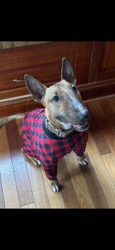Roxy - Courtesy Post -  Bull Terrier Dog for Adoption in Albany, New York - Roxy - Courtesy Post | PetCurious