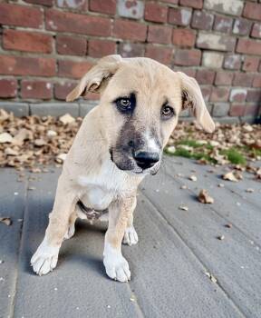 Anatolian Shepherd Dogs Available for Adoption - Fluffle | PetCurious