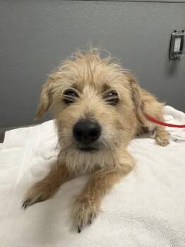 HUDSON -  Terrier and Mixed Breed Dog for Adoption in Las Vegas, Nevada - HUDSON | PetCurious