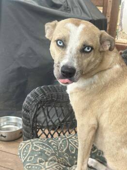 Rescue Australian Cattle Dog Blue Heeler Dogs for Adoption in Barnesville, Georgia - Summer | PetCurious