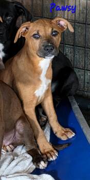 Boxer and Labrador Retriever Dogs Available for Adoption in Watertown, Connecticut - Pawsy  | PetCurious