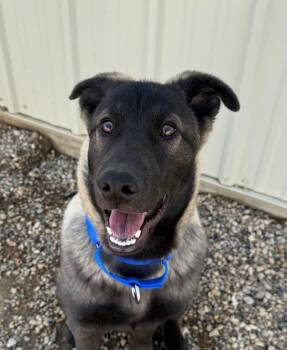 Dawson -  Belgian Shepherd Malinois and Mixed Breed Dog Available for Adoption in Yankton, South Dakota - Dawson | PetCurious