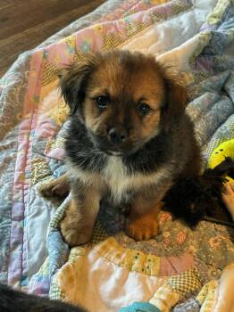 Dachshund and Black Mouth Cur Dogs Available for Adoption in West Palm Beach, Florida - Furby | PetCurious