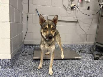 Siberian Husky and Mixed Breed Dogs Available for Adoption in Thousand Palms, California - ZELDA | PetCurious