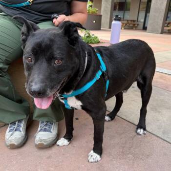 Rocky -  Black Labrador Retriever and Mixed Breed Dog for Adoption in Pasadena, California - Rocky | PetCurious