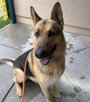 German Shepherd Dog Dogs Available for Adoption in San Jose, California - ROCKY | PetCurious